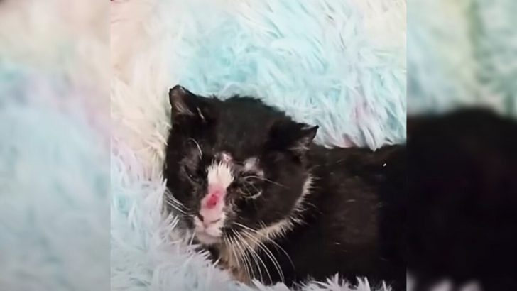 Cat Shot With BB Pellets Multiple Times Courageously Fights For Survival