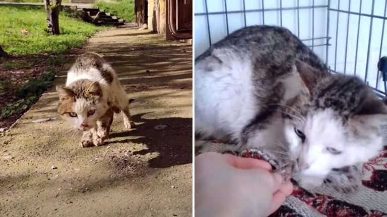 injured cat adopted by stranger