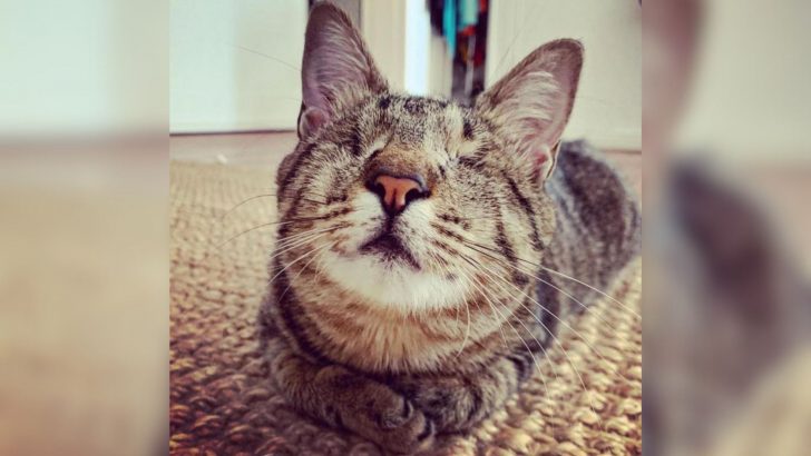 Cat With OCD Found Her Forever Home Despite Losing Both Her Eyes