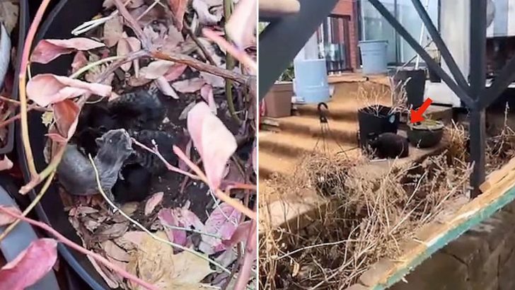 Community Members Left In Awe After Discovering Newborn Kittens In A Flower Pot