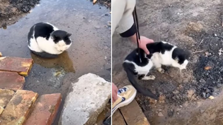 cat lying in a puddle