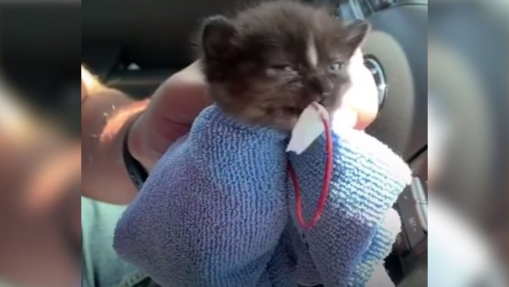Couple’s Date Night Takes Heartwarming Turn As They Rescue A Small Kitten
