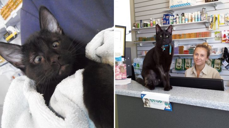 Cross-Eyed Kitty Saved By A Vet Clinic Becomes Their Employee And Takes His Job Seriously