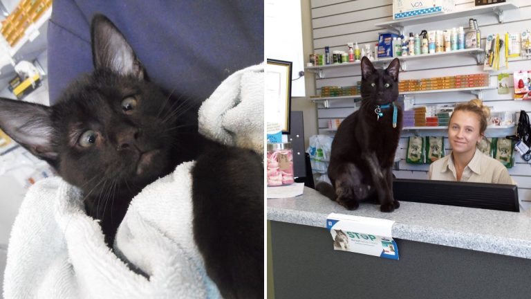 cross eyed cat at vet clinic