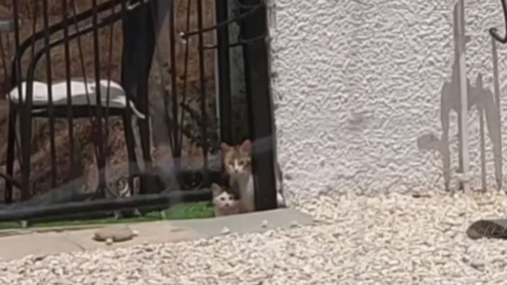 Desperate Cat Brings Her Kittens To A Couple’s Garden And What Happens Next Will Make Your Day