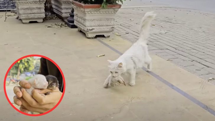 Desperate Mama Cat Hands Over Her Kittens To A Rescuer Hoping He Can Save Them