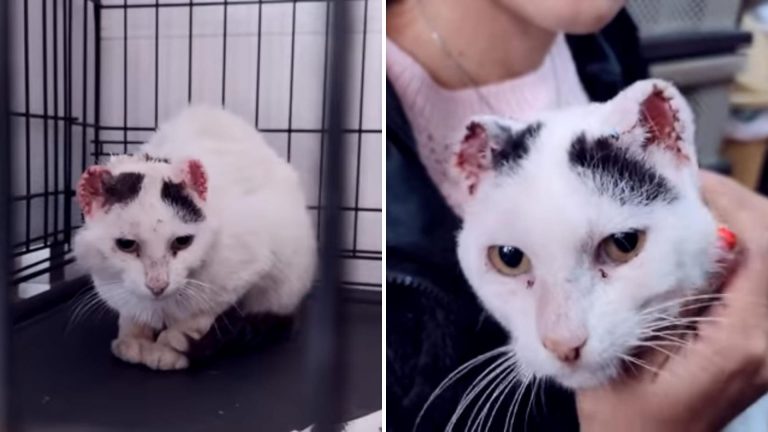 bullied cat got adopted