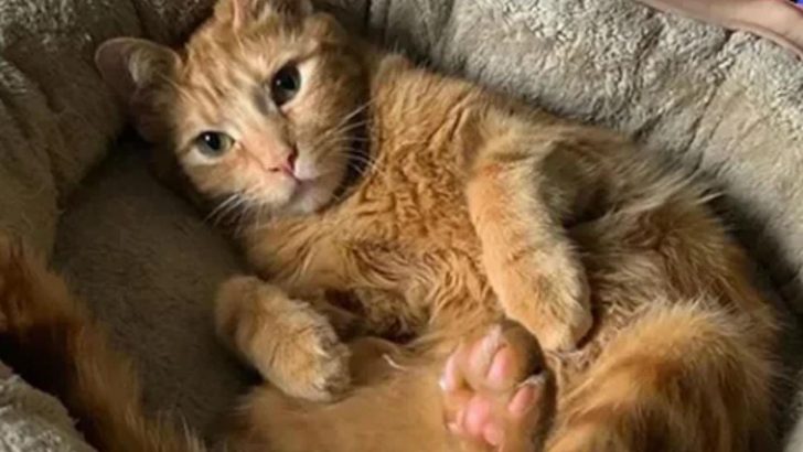 Disabled Cat Left Behind As All His Siblings Find Forever Homes