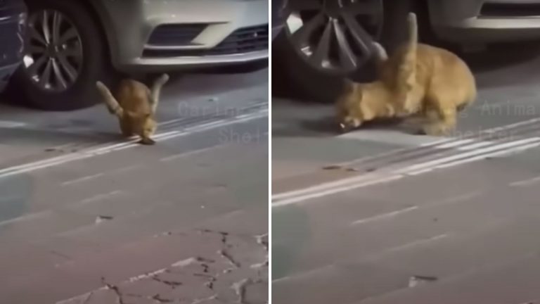 Disabled Stray Cat