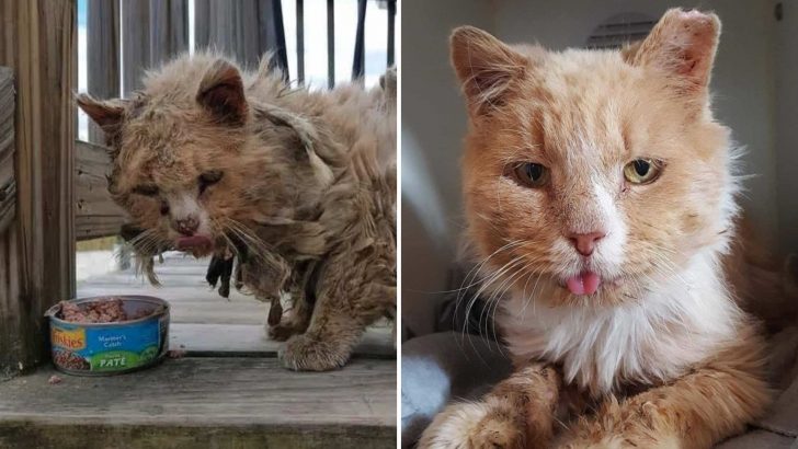 Elderly Cat With FIV Finally Finds Safety After Enduring Years Of Life On The Streets