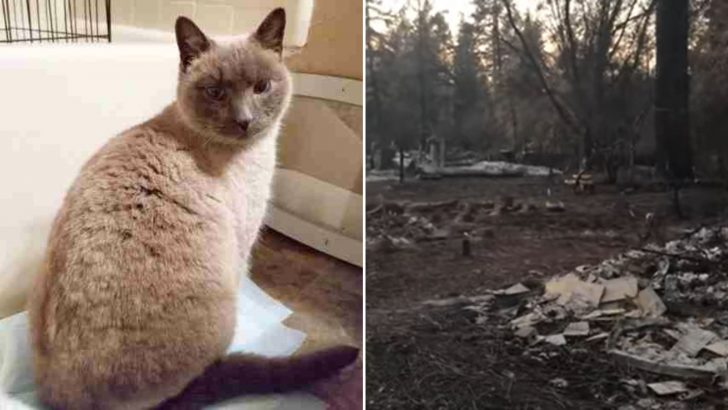 Family Heartbroken Not Knowing If Their Cat Is Alive After A Camp Fire In California
