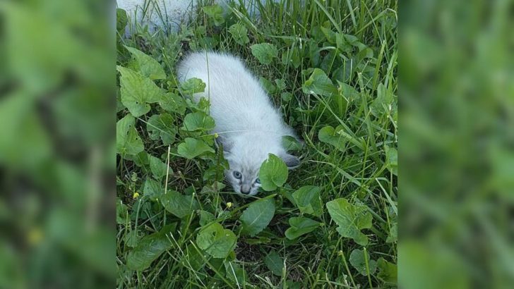 Feral Kitten Was Lying On A Lawn Paralyzed By Fear But His Life Took An Unexpected Turn