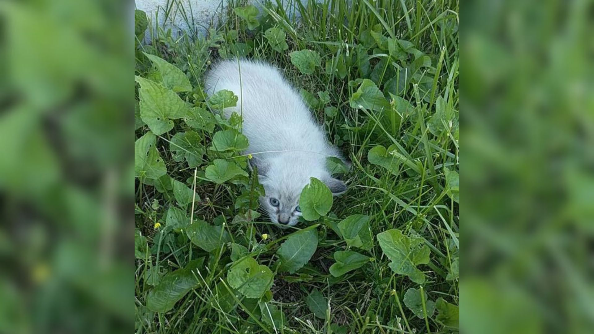feral kitten on a lawn