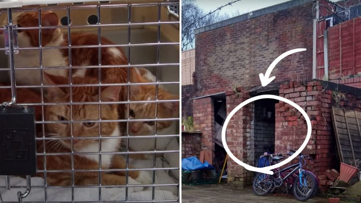 Five Felines Locked Inside A House For Weeks Without Food And Water After The Owner Passed Away