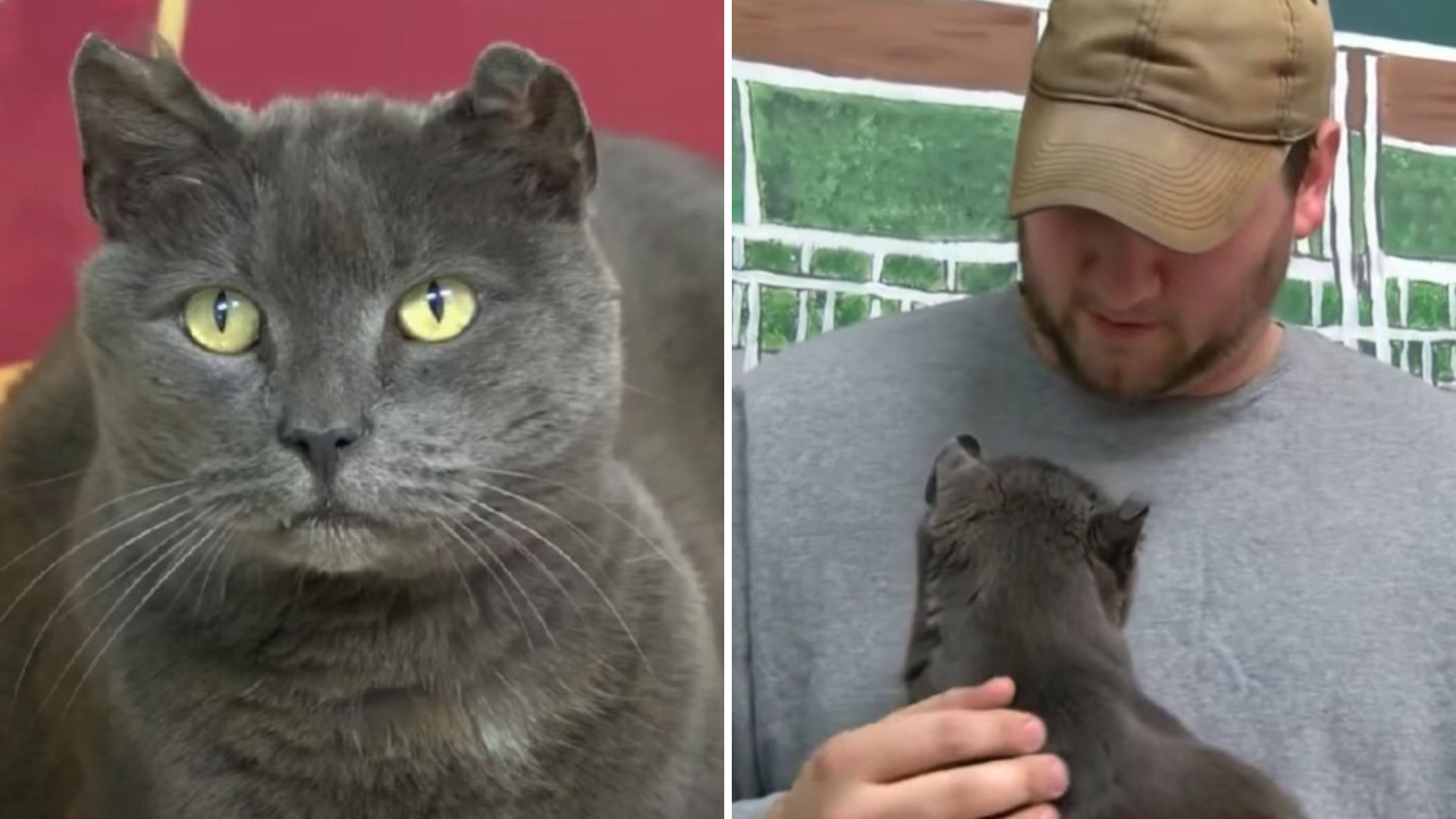 former marine reunited with his cat