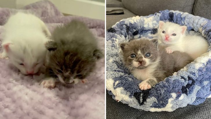 Freezing Kittens Brought In A Texas Shelter Bravely Fight For Survival