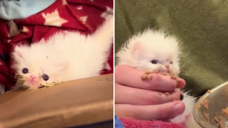 Girl Rescues A Fragile Newborn Kitten With A Unique Cattitude