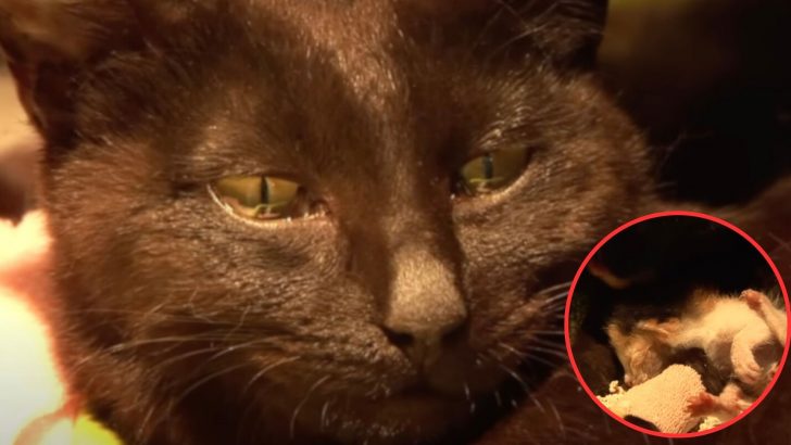 Grief-Stricken Mama Cat Hugs An Abandoned Kitten, While Tears Fill Her Eyes