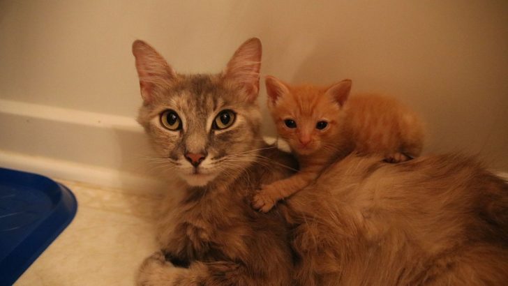 Grieving Mama Cat Who Lost All Her Babies Adopts An Orphaned Kitten