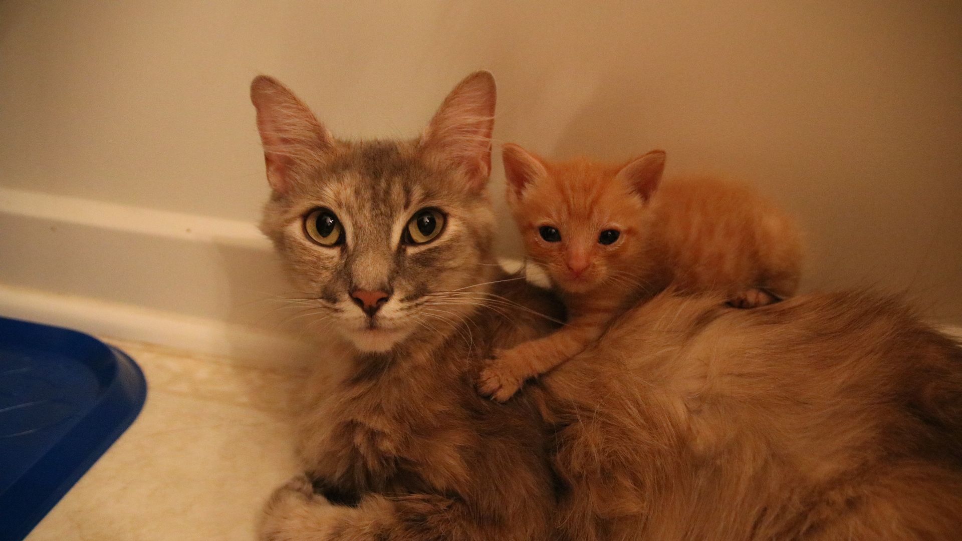 mama cat adopts orphaned cat