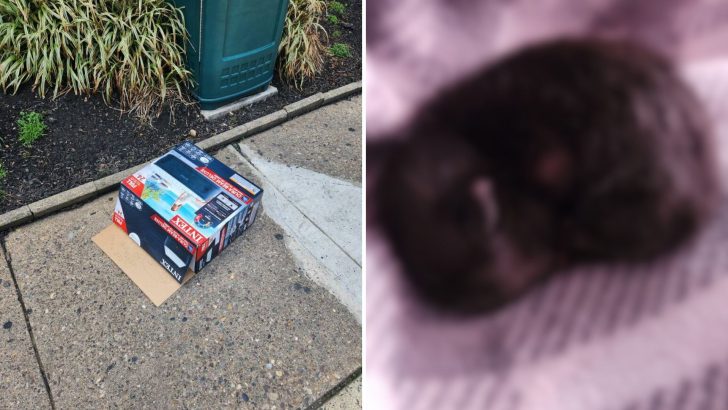 Guy Came Across A Cardboard Box On The Sidewalk And What He Found Inside Broke His Heart