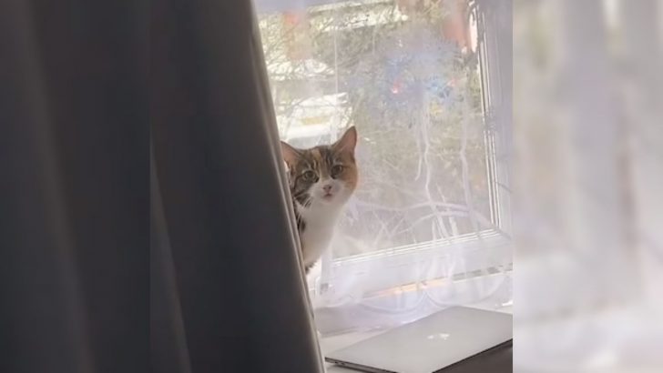 Guy With Cat Phobia Finds A Stray Cat In His Bedroom And Turns It Into A YouTube Spectacle