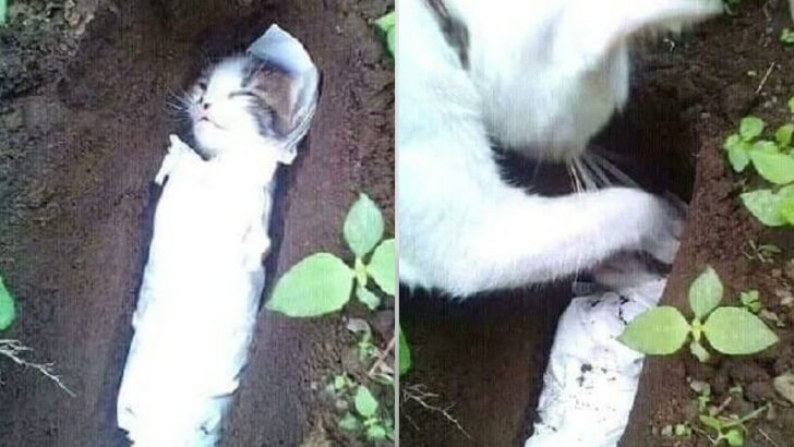 Heartbroken Mother Cat Buries Her Deceased Kitten Who Was A Victim Of Human Cruelty