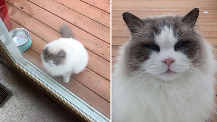 Heartbroken Ragdoll Fluff Finds Love Again Despite Being Left Behind By His Family
