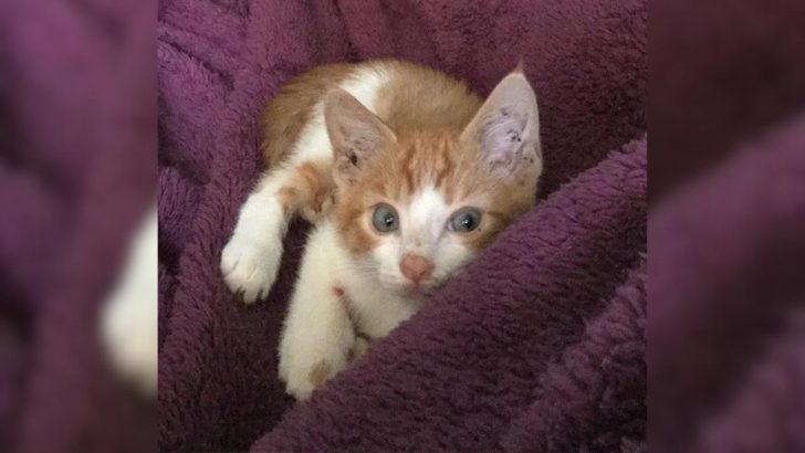 Helpless Kitten Found Under A Shed Gets Rescued And Pays It Back In The Most Heartwarming Way