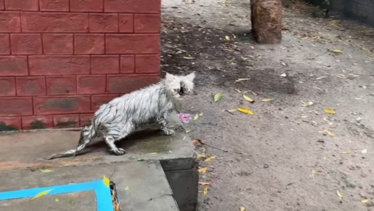 Helpless Stray Completely Soaked From Rain Leads Rescuers To Something Unexpected