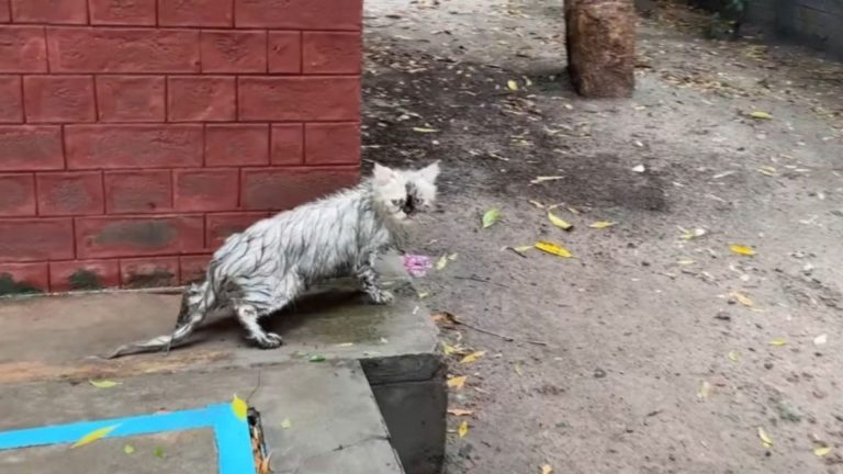 stray cat soaked from rain