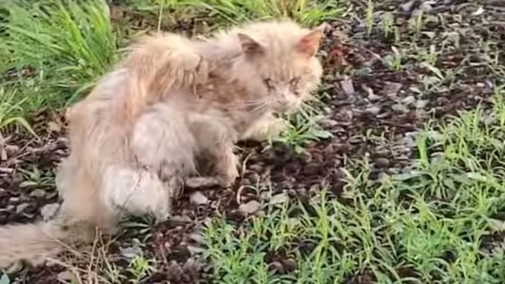 Homeless Cat Found In A Horrible Condition Gets A Transformation Of A Lifetime