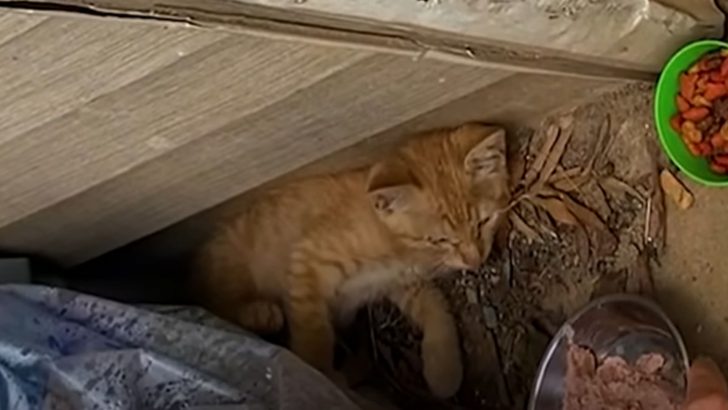 Homeowner Discovers A Tiny Kitten In His Yard And Wants Him Out