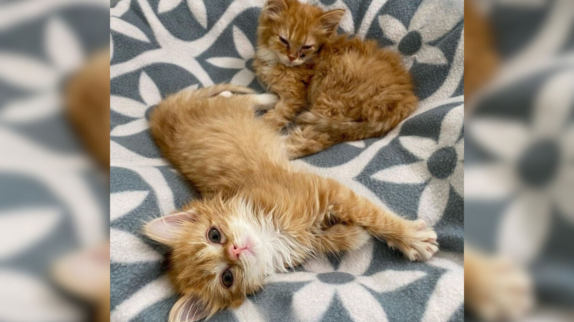Indiana Kittens Escape Shelter Crowds And Grow Into Stunning Ginger Fluffballs