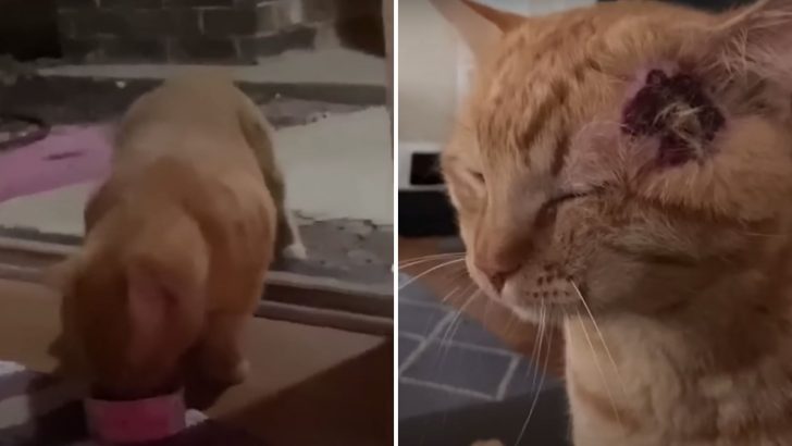 Kind Girl Rescues A Chatty Stray Orange Cat And Gives Him A Loving Forever Home
