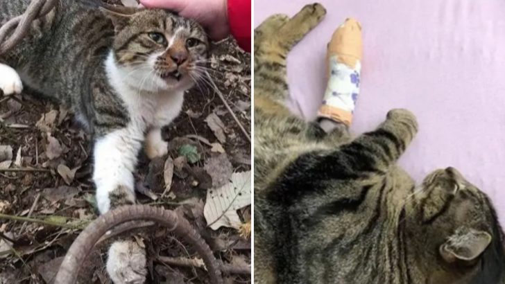 Stray Tabby’s Desperate Search For Food Brought Her Into Terrible Danger