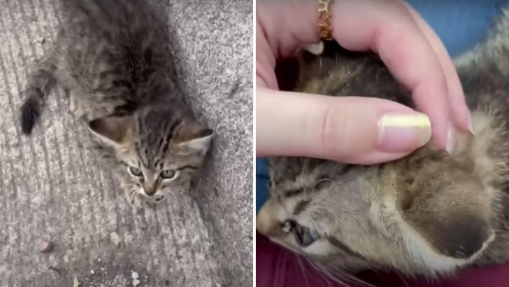 Kindhearted Person Dashes Across A Busy Highway To Save A Kitten Thrown Out Of A Moving Car