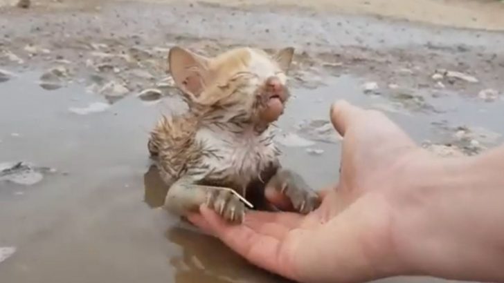 Kindhearted Person Finds A Helpless Kitten Lying In A Dirty Puddle Unable To Move