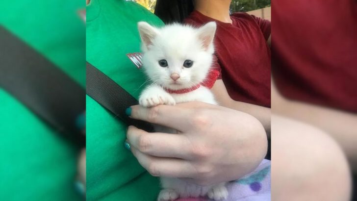 Kitten About To Get Euthanized Because Of His Thumbs Gets Another Chance At Life