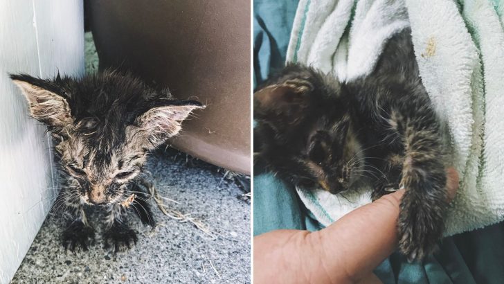 Kitten Breathing Her Last Breath Miraculously Rescued By A Canine Friend