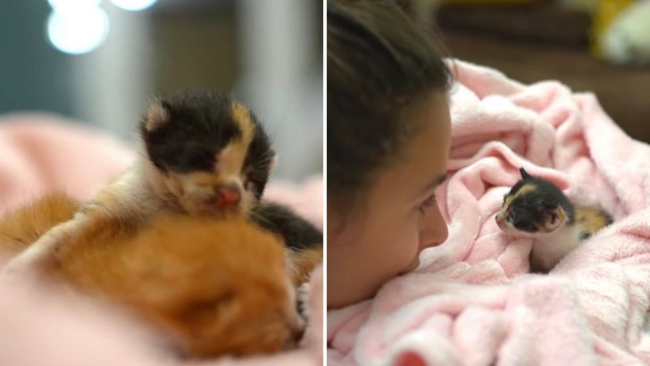 Kitten Fights For Her Life After Mama Cat Got Poisoned