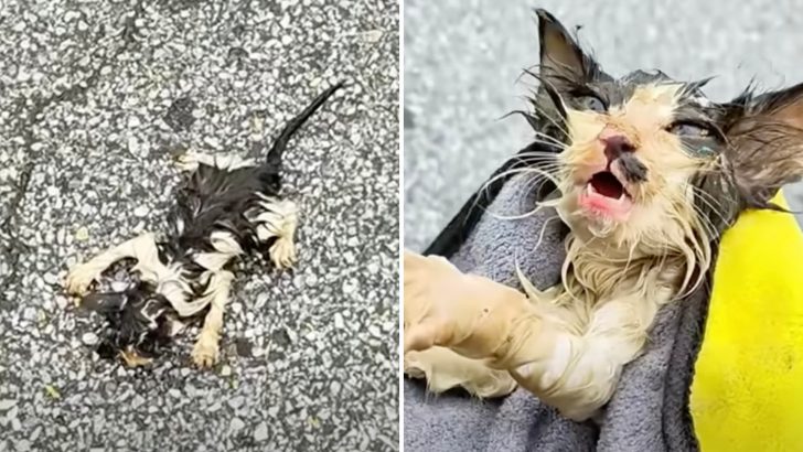 Kitten Found Stiff And Frozen Fights Courageously For His Life