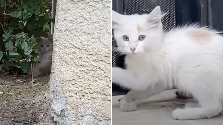 Kitten Gets Her Leg Amputated But This Doesn’t Stop Her From Being A Bundle Of Energy