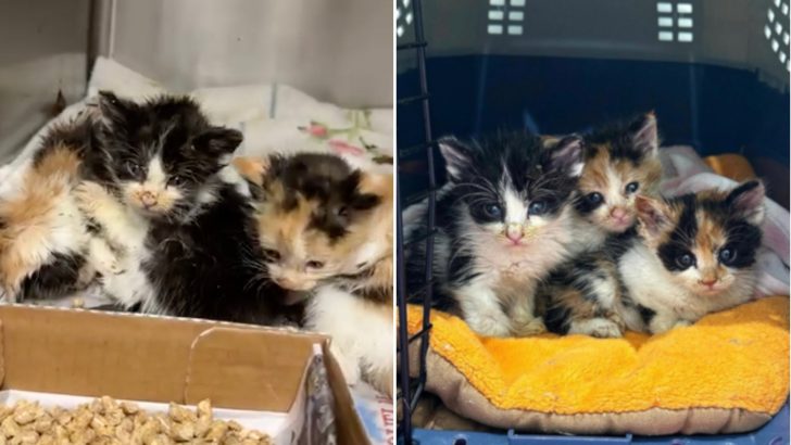 Kitten Trio Struggles To Survive In A California Shelter Ends Up In Loving Foster Home