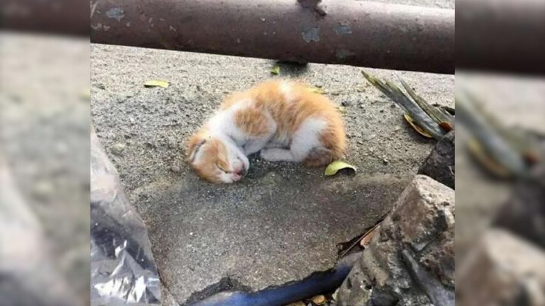 kitten rescued from a roadside