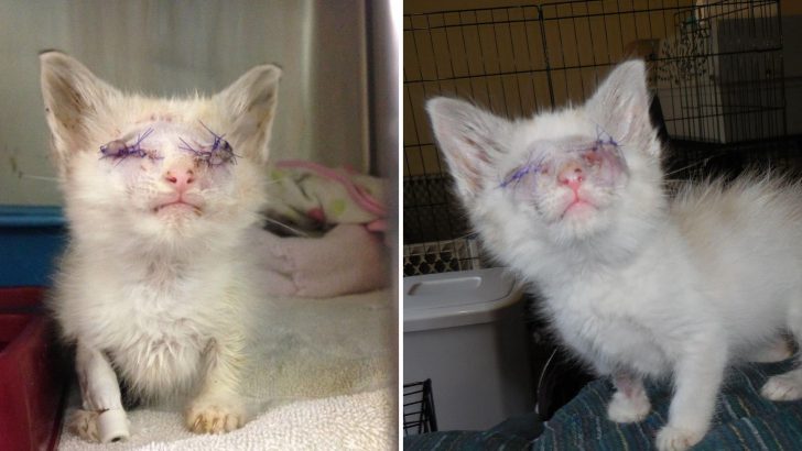 Kitten Who Lost Both Eyes Navigates A New World Thanks To Kind People