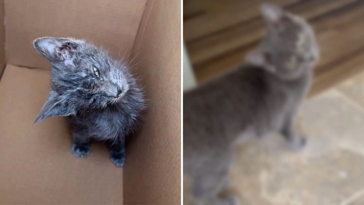 Kitten With Permanent Head Tilt Fights Against All Odds And Shows Amazing Will To Live