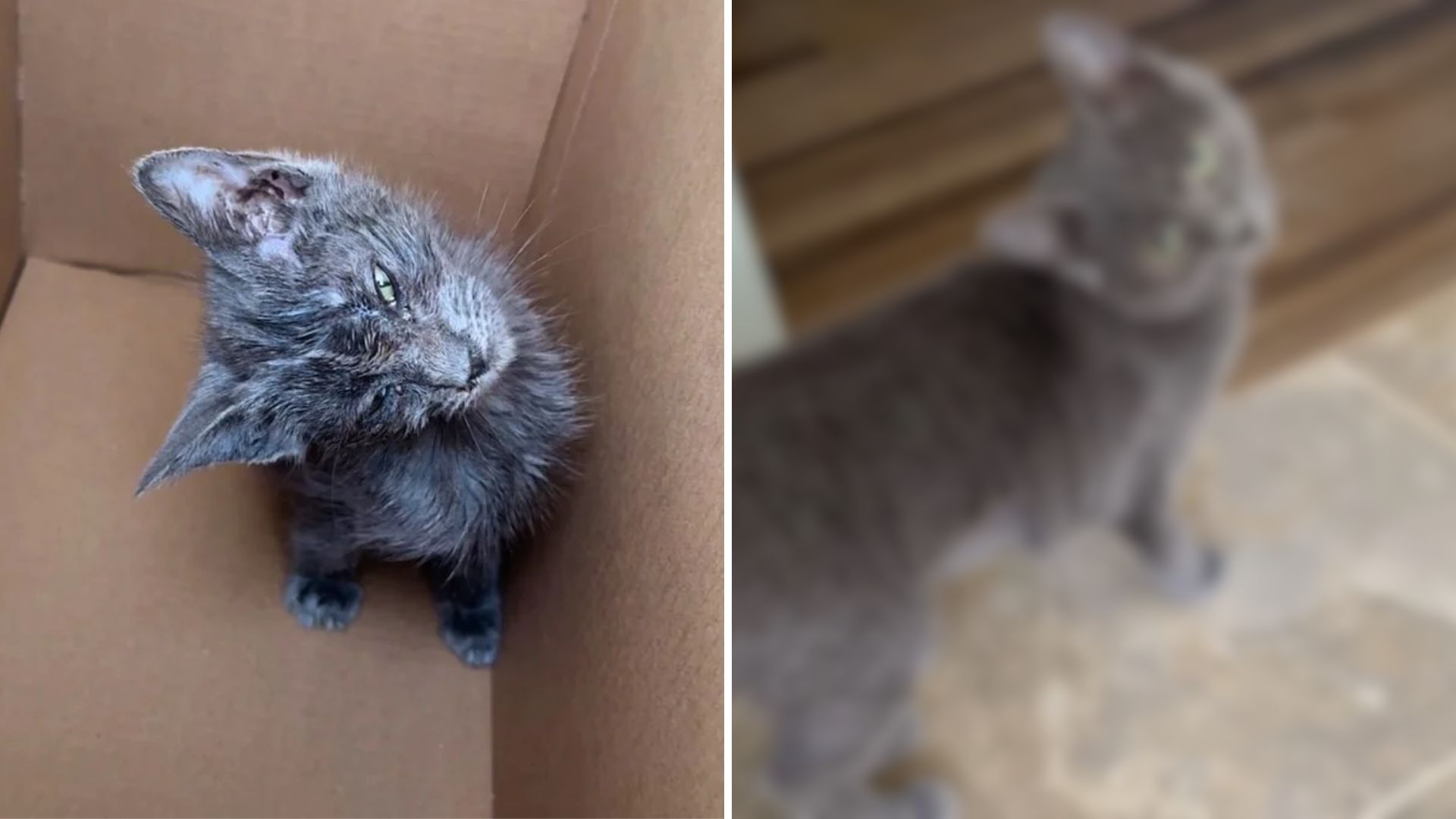 kitten with head tilt