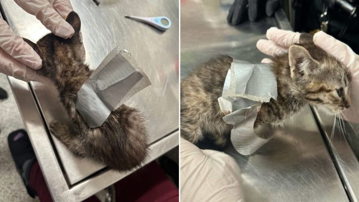 Kitten Wrapped In Duct Tape Found Among 38 Neglected Animals In Pennsylvania Home