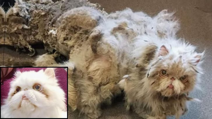 Grooming Session Revives A Badly Matted And Neglected Cat And Changes His Life Forever